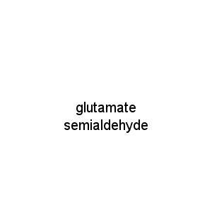 glutamate semialdehyde